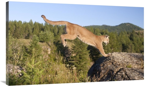 Global Gallery GCS-395409-44-142 44 in. Mountain Lion Jumping, Mon