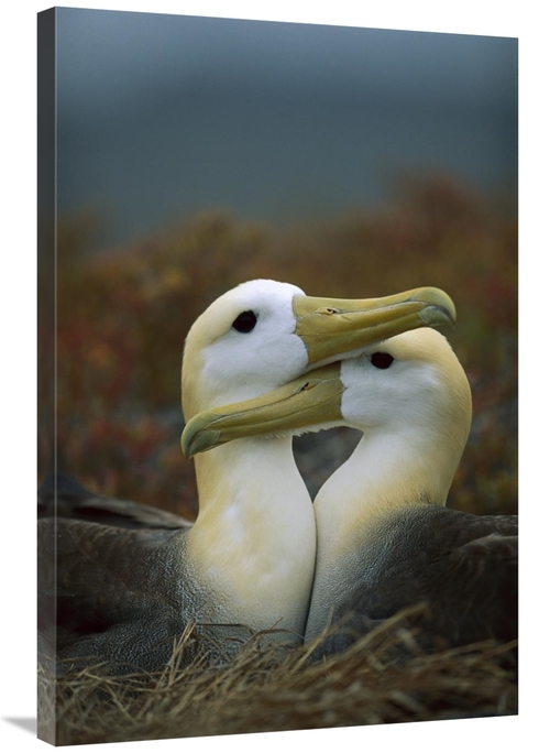 Global Gallery GCS-451363-2436-142 24 x 36 in. Waved Albatross Pair Bo