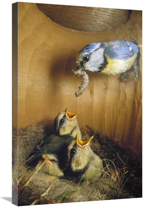 Global Gallery GCS-452387-2030-142 20 x 30 in. Blue Tit Parent Deliver