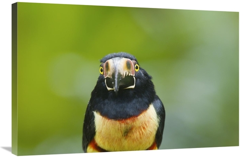 Global Gallery GCS-397261-2436-142 24 x 36 in. Collared Aracari, C