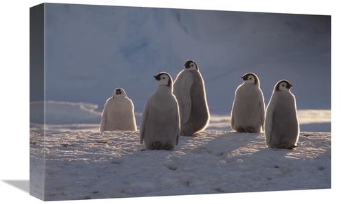 Global Gallery GCS-451128-1218-142 12 x 18 in. Emperor Penguin Chicks 