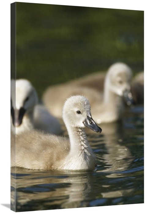 Global Gallery GCS-398481-2436-142 24 x 36 in. Mute Swan Cygnets Swimm