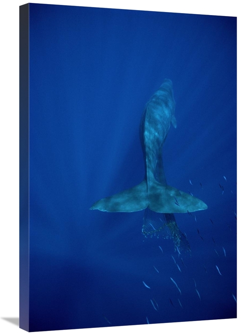 Global Gallery GCS-450609-2030-142 20 x 30 in. Sperm Whale Entangled i