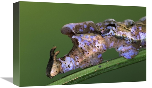 Global Gallery GCS-453598-1218-142 12 x 18 in. Nymphalid Butterfly Cat