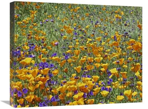 Global Gallery GCS-396878-2024-142 20 x 24 in. California Poppy & Dese