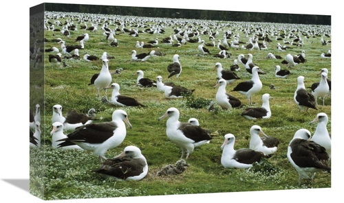 Global Gallery GCS-451420-1218-142 12 x 18 in. Laysan Albatross Nestin