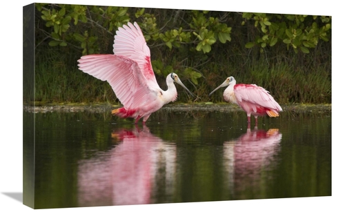 Global Gallery GCS-397425-1624-142 16 x 24 in. Roseate Spoonbill Pair 