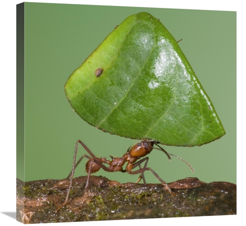 Global Gallery GCS-397302-2424-142 24 x 24 in. Leafcutter Ant Carrying