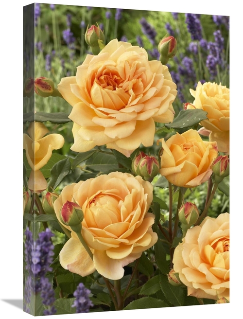 Global Gallery GCS-398377-1624-142 16 x 24 in. Rose Golden Celebration