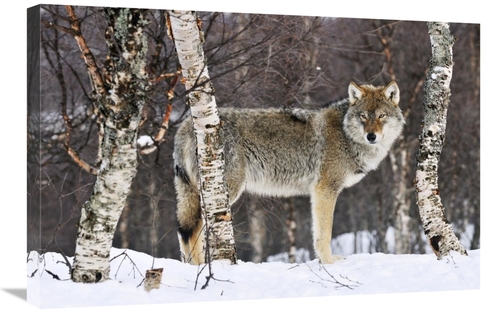 Global Gallery GCS-395683-2030-142 20 x 30 in. Gray Wolf in the Woods&