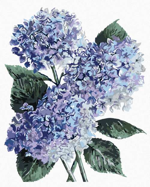 Paint by Numbers - BLUE HYDRANGEAS (ALEXANDRIA GILBERT)