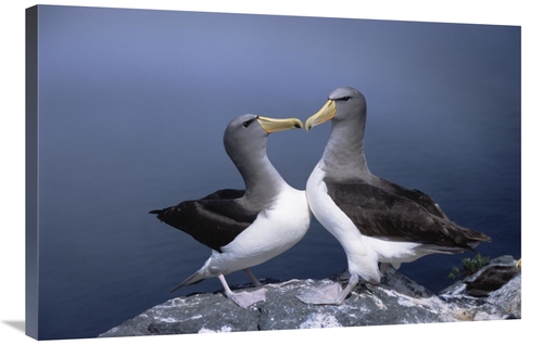 Global Gallery GCS-451778-2436-142 24 x 36 in. Chatham Albatross Court