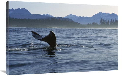 Global Gallery GCS-450811-2436-142 24 x 36 in. Gray Whale Tail, Cl