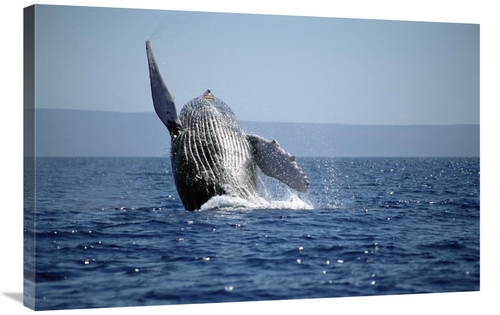 Global Gallery GCS-451026-2436-142 24 x 36 in. Humpback Whale Breachin