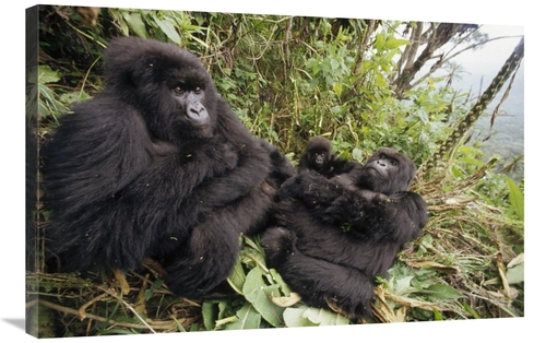 Global Gallery GCS-452814-2436-142 24 x 36 in. Mountain Gorilla Family