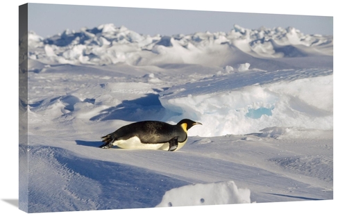 Global Gallery GCS-452372-2030-142 20 x 30 in. Emperor Penguin Tobogga