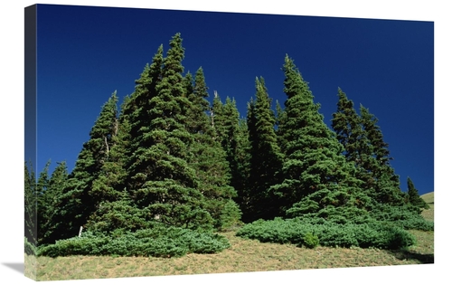Global Gallery GCS-450924-2030-142 20 x 30 in. Subalpine Fir Trees on 
