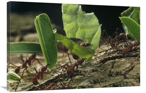 Global Gallery GCS-450702-2436-142 24 x 36 in. Leafcutter Ant Group Ca