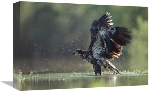 Global Gallery GCS-396415-1218-142 12 x 18 in. Bald Eagle Juvenile Bat