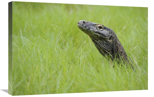 Global Gallery GCS-397550-2030-142 20 x 30 in. Komodo Dragon in Grass&