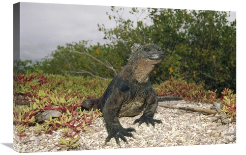 Global Gallery GCS-451317-2030-142 20 x 30 in. Marine Iguana Male,