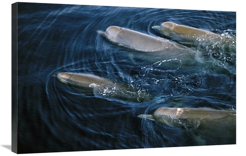 Global Gallery GCS-450974-2436-142 24 x 36 in. Bottlenose Whale Pod Su