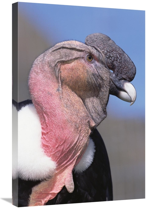 Global Gallery GCS-451235-2030-142 20 x 30 in. Andean Condor Male,
