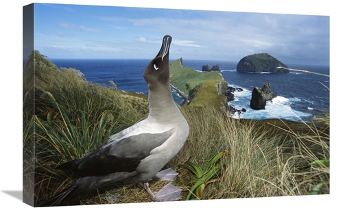 Global Gallery GCS-451601-1624-142 16 x 24 in. Light-Mantled Albatross