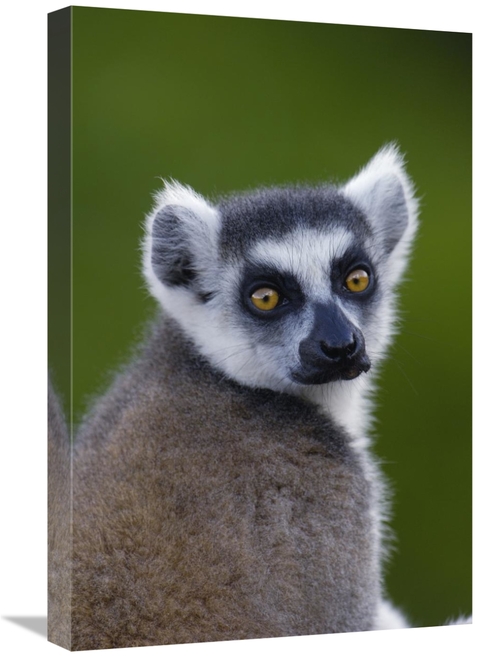Global Gallery GCS-397948-1624-142 16 x 24 in. Ring-Tailed Lemur Portr