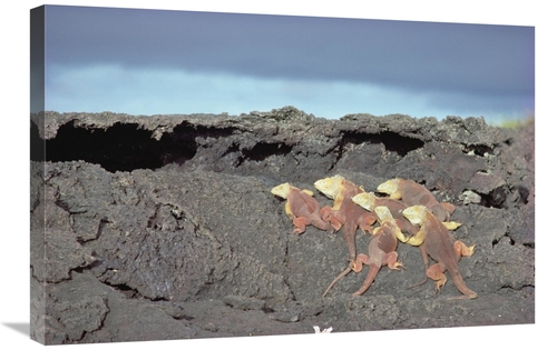 Global Gallery GCS-451156-2030-142 20 x 30 in. Galapagos Land Iguanas 