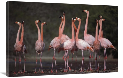 Global Gallery GCS-451765-2436-142 24 x 36 in. Greater Flamingo Synchr