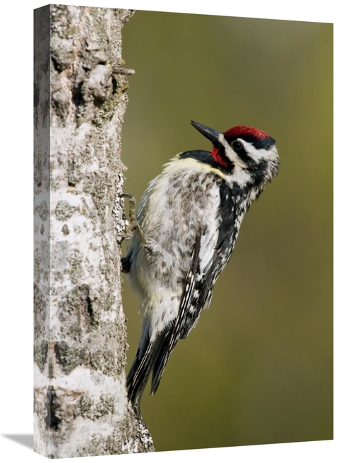 Global Gallery GCS-397406-1624-142 16 x 24 in. Yellow-Bellied Sapsucke