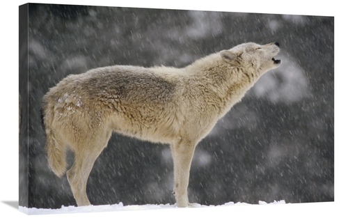 Global Gallery GCS-452729-2030-142 20 x 30 in. Timber Wolf Female Howl