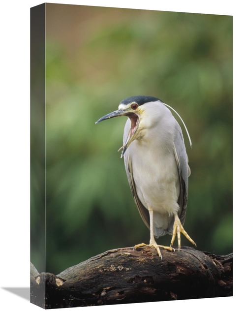 Global Gallery GCS-452408-1218-142 12 x 18 in. Black-Crowned Night Her