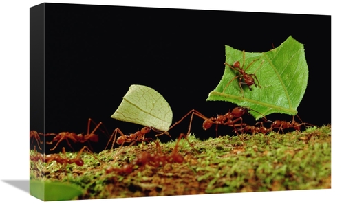 Global Gallery GCS-450770-1218-142 12 x 18 in. Leafcutter Ant Workers 