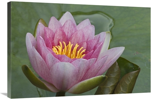Global Gallery GCS-398191-2436-142 24 x 36 in. Amazon Water Lily Flowe
