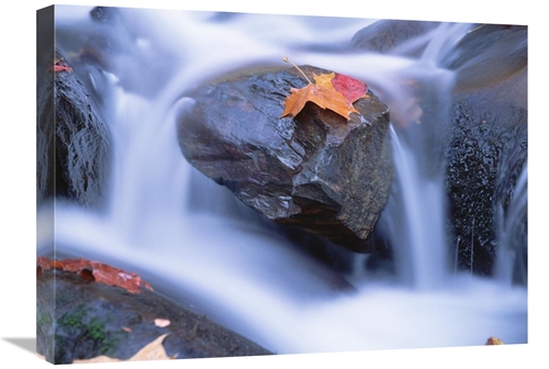 Global Gallery GCS-397045-1824-142 18 x 24 in. Autumn Leaf on Boulder&