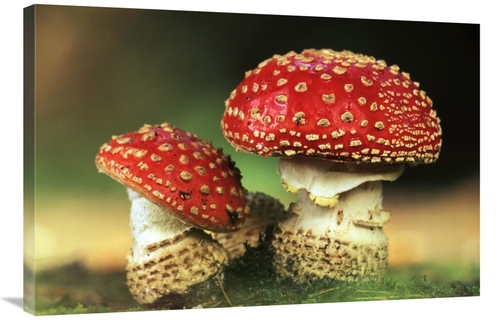 Global Gallery GCS-398287-2436-142 24 x 36 in. Fly Agaric Pair, Hi