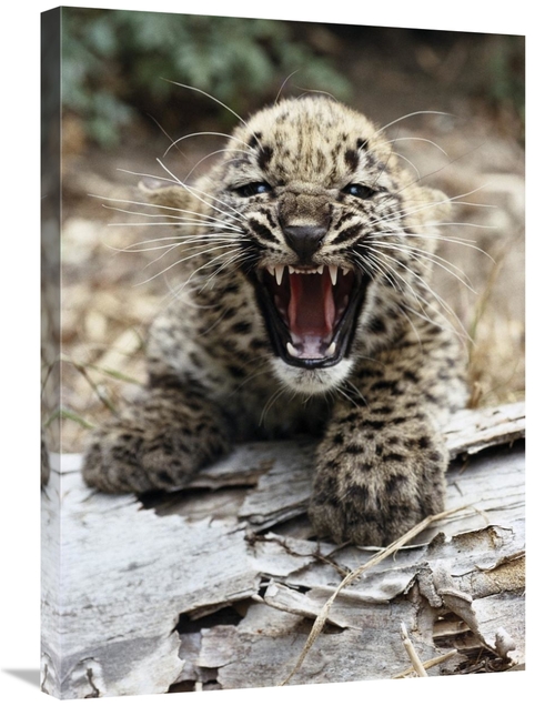 Global Gallery GCS-450817-30-142 30 in. Persian Leopard Cub Snarling&#