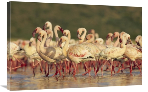 Global Gallery GCS-396948-2436-142 24 x 36 in. Lesser Flamingo Group P