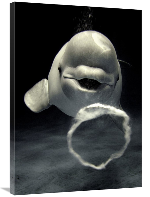 Global Gallery GCS-397727-36-142 36 in. Beluga Whale Blowing Toroidal 