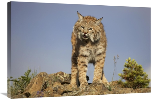 Global Gallery GCS-452206-2436-142 24 x 36 in. Bobcat, North Ameri