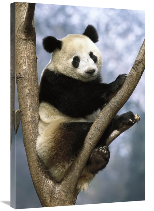 Global Gallery GCS-397897-2436-142 24 x 36 in. Giant Panda Wolong Vall