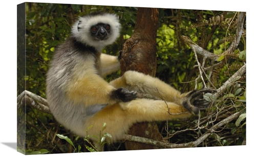 Global Gallery GCS-453031-1624-142 16 x 24 in. Diademed Sifaka, Ma