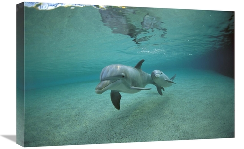 Global Gallery GCS-450666-1624-142 16 x 24 in. Bottlenose Dolphin Unde
