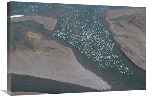 Global Gallery GCS-450725-2436-142 24 x 36 in. Beluga Whale, Hundr