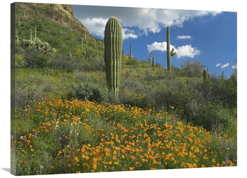 Global Gallery GCS-395947-3040-142 30 x 40 in. California Poppy & Sagu