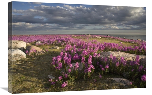 20 x 30 in. Fireweed Covered Island, Hudson Bay, Canada Art Pr