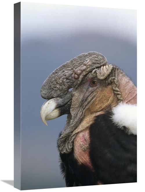 Global Gallery GCS-451246-1624-142 16 x 24 in. Andean Condor Male,