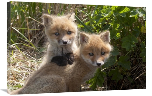 Global Gallery GCS-395414-2436-142 24 x 36 in. Red Fox Kits Playing&#4